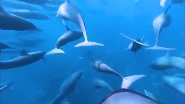 Be how, sea, dolphins, dive, song, ocean, under water, swim, dolphin.