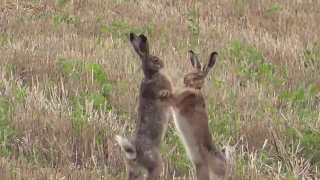 Boxing hares, zeitlupe, vio, hasenheimat, wildtiere, leporidae, wild animals, mating, violence, bunny, rabbit, animals, slow motion, boxing, fight, hare, animals pets.