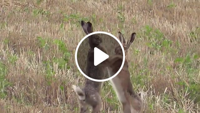 Boxing hares, zeitlupe, vio, hasenheimat, wildtiere, leporidae, wild animals, mating, violence, bunny, rabbit, animals, slow motion, boxing, fight, hare, animals pets. #0