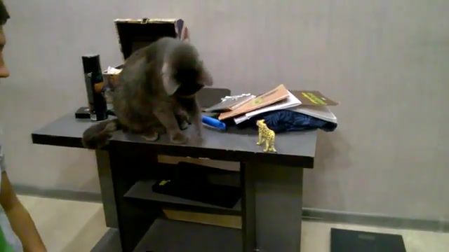 Cat hooligan, funny cats, funny, laughter, cats, kote, cat, domestic cat, about kittens, about cats, cute kittens, funny kittens, cats against dogs, jokes with cats, jokes about cats, sad cat.