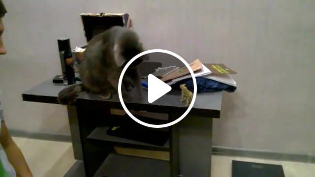 Cat hooligan, funny cats, funny, laughter, cats, kote, cat, domestic cat, about kittens, about cats, cute kittens, funny kittens, cats against dogs, jokes with cats, jokes about cats, sad cat. #0