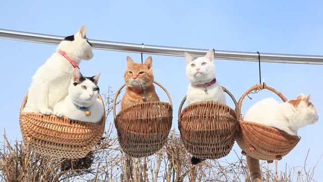 Cat in time - Video & GIFs | shironeko,art,cute,funny,shironeko blog,pets,cat,animals pets