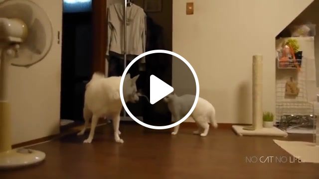 Conflict, funny, cats, dogs, cats and dogs, compilation, no cat no life, animals pets. #1