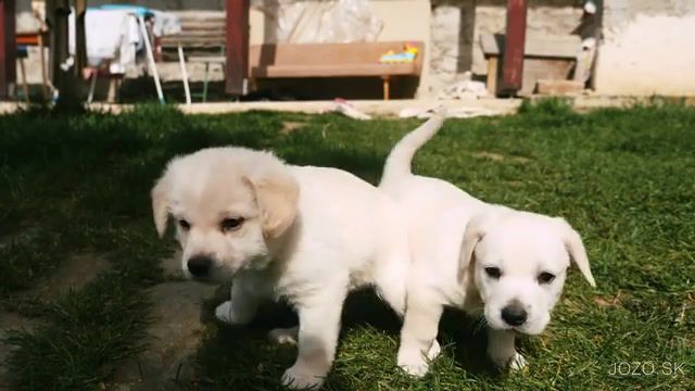 Cute puppies playing in backyard, puppies playing, puppies sleeping, happy puppies, beautiful puppies, animals pets.