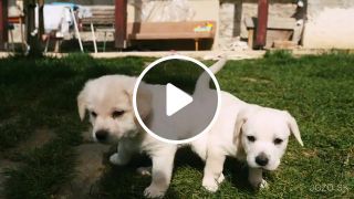 Cute Puppies Playing in backyard