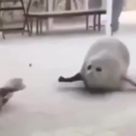 Dancing seal, meme, seal, dancing, funny, animals pets.