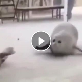 Dancing Seal
