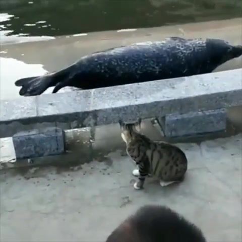 Do not mess with the meow meow, Amazing, Sea, Fighting, Fight, Funny, Animals, Animal, Phoca, Seal, Sea Lion, Cats, Cat, Animals Pets