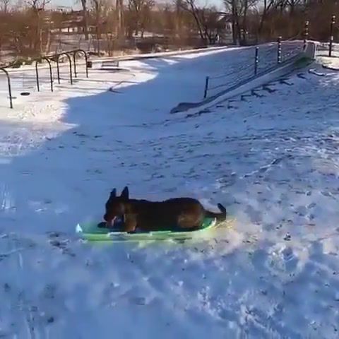 Dog going sledding all by himself, winter, dog, fun, cool, snow, day off, pet, animal, amazing, happy, happiness, happiest, joy, wonder, smile, holiday, loop, animals pets.