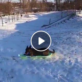Dog going sledding all by himself