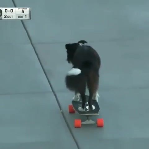 Doggo on the Skate - Video & GIFs | funny,eleprimer,music,lol,wtf,sports,skate,doggo,dogs,dog,animals pets
