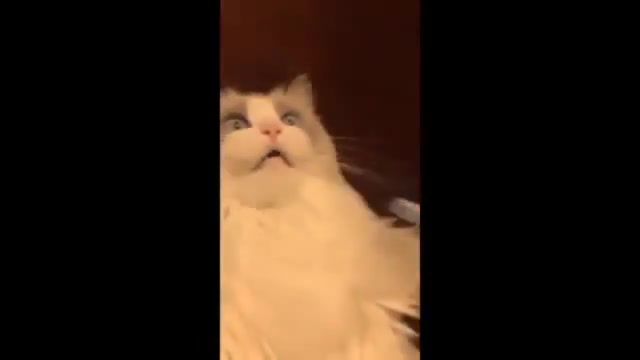 End - Video & GIFs | funny,cat,meme,animals pets
