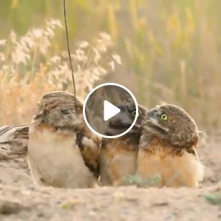 Field Radio Owl perator