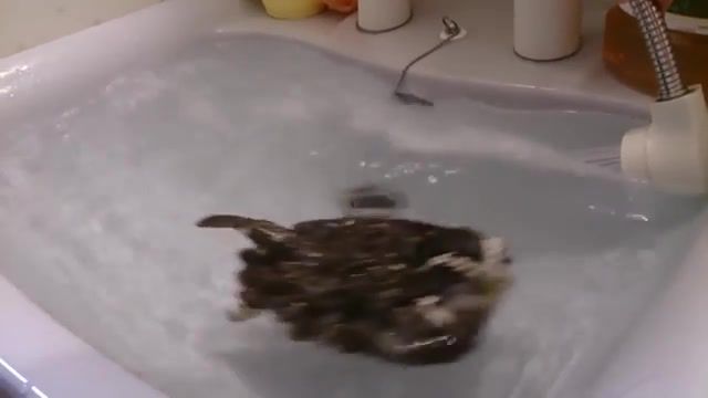 Floating u. s. a, owl floating, baby owl, owl, cute pets, bird, flicks, cute owls, daily picks, bath time, viral, popular, youtube, daily, bath, owl takes a bath, odd news, vines, best, animals pets.