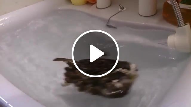 Floating u. s. a, owl floating, baby owl, owl, cute pets, bird, flicks, cute owls, daily picks, bath time, viral, popular, youtube, daily, bath, owl takes a bath, odd news, vines, best, animals pets. #0