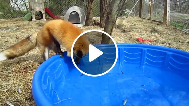 Fox and the feesh happy birthday ronron, house, enclosure, cage, kennel, domesticated, red, tame, friendly, catching, home, pen, outside, say, exotic, fox, fishing, pet, does, domestic, pool, fish, indoor, hunting, inside, water, birthday, outdoor, animals pets. #0