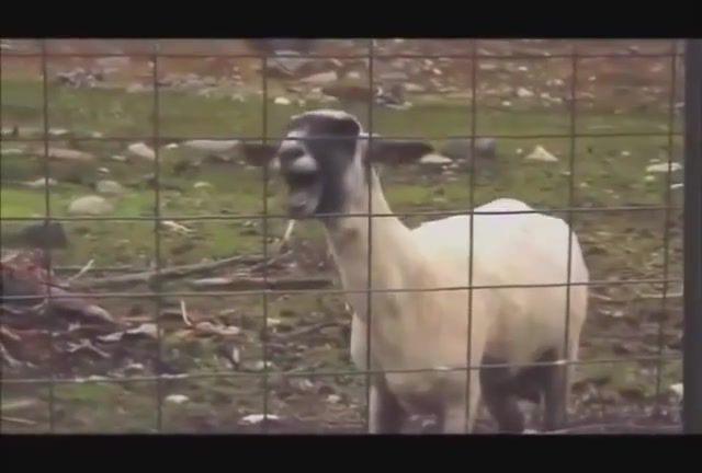 Goat song, goat, songs, screaming, screaming sheep, idiots, idiot, animals pets.