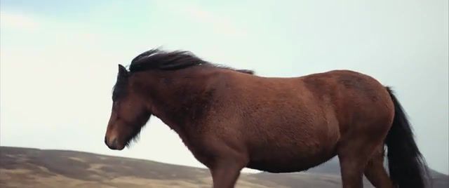 HORSES OF ICELAND, Nature, Horses, Music, Iceland, Animals Pets
