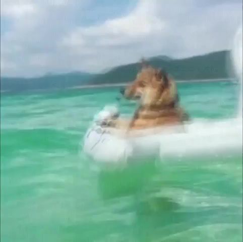 I'm the captain now, i'm the captain now, look at me, dog, sea, captain, pirates of the caribbean, meme, gif, animals.