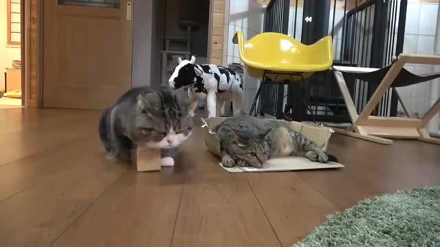 Impossible, My First, Fat Cat, James Arthur, Impossible, Cat And Box, Cat, Animals Pets