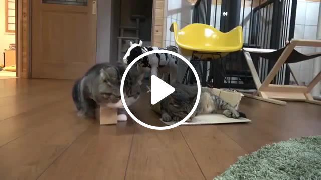 Impossible, My First, Fat Cat, James Arthur, Impossible, Cat And Box, Cat, Animals Pets
