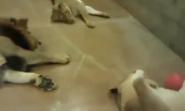 Lazy lions playing ball - Video & GIFs | animals pets