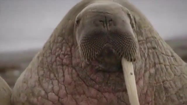 Lazy walruses on the beach, animals pets.