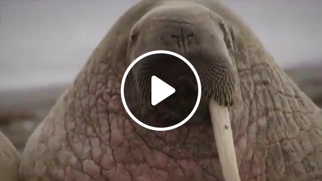 Lazy walruses on the beach, animals pets. #0