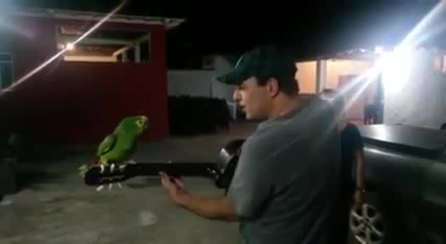 Little sht bird sings like an angel, Bird, Singing, Birds, Parrot Animal, Cover, Family, Parrot, Sing, Natiruts Freedom Inside The Head, Funny, Interesting, T, Animals Pets, Animals