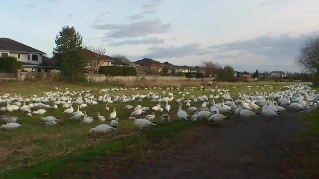 Look at all those - Video & GIFs | mobile,geese,flock,cute,girl,chickens,look,all,those,adorable,funny,birds,mvpforher,oldbutgold,chicken,child,animals pets