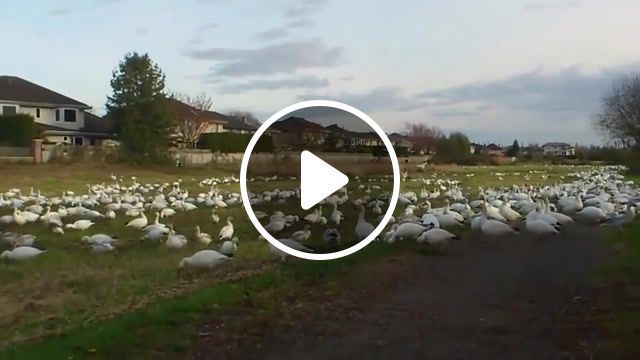 Look at all those, mobile, geese, flock, cute, girl, chickens, look, all, those, adorable, funny, birds, mvpforher, oldbutgold, chicken, child, animals pets. #0