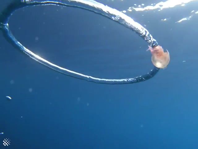 Mesmerising footage of a jellyfish getting caught in a bubble ring, Unlucky Jellyfish In The Bubble Ring, Jellyfish, Animals Pets