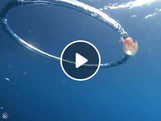 Mesmerising footage of a jellyfish getting caught in a bubble ring