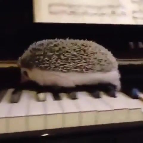 Mutherer, Mutherer, Piano, Hedgehog, Pianist Hedgehog, Motherer, Dekrast, Animals Pets