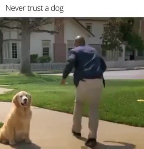 Never trust a dog, Animals Pets