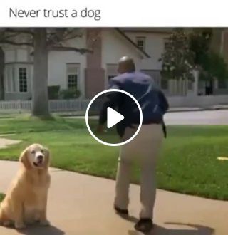 Never trust a dog