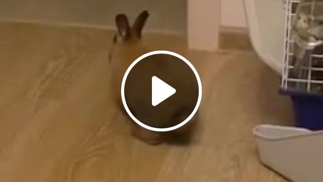 Oh my | oh my,animals,funny,animals pets
