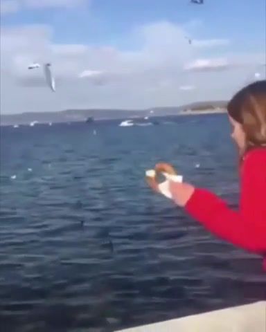 Oh, this was the wrong hand, wrong, hand, wronghand, iphone, seagull, feeding animals, silly, fail, fail compilation, failarmy, gurl powa, mistake, animals pets.