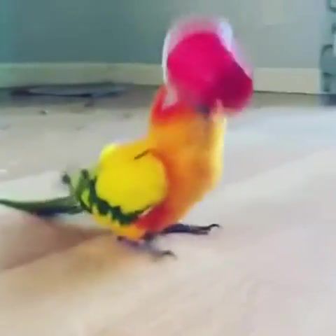 Party Parrot - Video & GIFs | party,pet,animal,bird,parrot,music,lmfao,shots,lmfao shots,animals pets