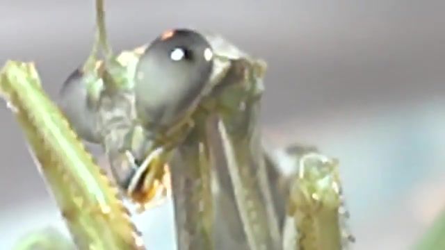 Praying mantis eyes, praying mantis, eyes, eye, hd, bug, 720p, high definition, cleaning, mandible, legs, insect, antenna, california, calif, mantis, the interesing times gang, animals pets.
