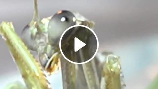 Praying mantis eyes