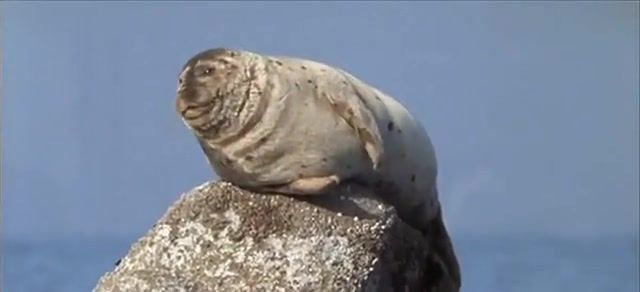 Seal dancing on the rock, Dance, Ragtime, Seal, Animals Pets