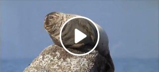 Seal dancing on the rock
