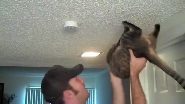Spider cat, kitties, cats, cute, smpfilms, williams, cory, loki, sparta, pet, kitty, mean, themeankitty, does, spider man, funny, cat, spider, animals pets.