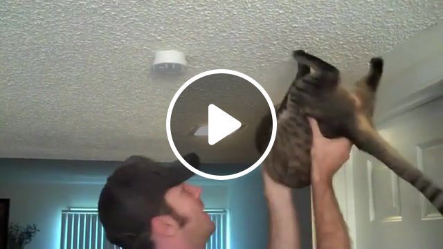 Spider cat, kitties, cats, cute, smpfilms, williams, cory, loki, sparta, pet, kitty, mean, themeankitty, does, spider man, funny, cat, spider, animals pets. #0