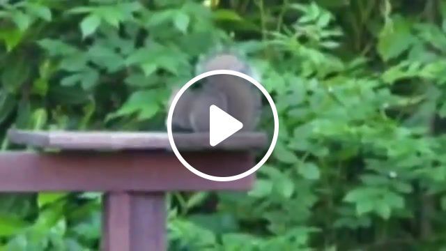 Surprise, fight, squirrel, cat, miao, funny, extrem, fun, animals pets. #0