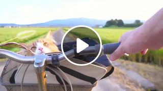 Taking cat on a ride