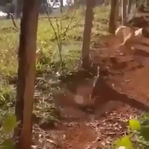 That happened so fast lmao - Video & GIFs | funny animals,funny,memes,meme page,animals pets