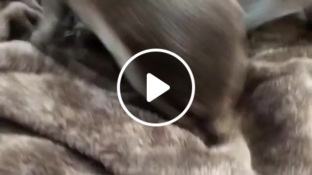 The otter sleeping, otter, funny, animals, animals funny, animals pets. #1