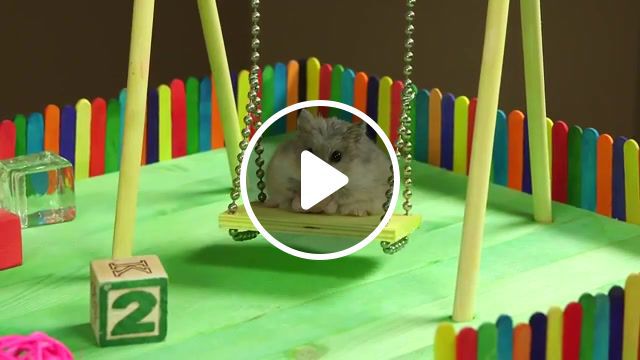 Tiny hamster in a tiny playground, fluffy, adorable, awe, cuteness, tiny hampster, hampster, dwarf hamster, russian, awesome, fun, sandbox, slide, swing, tiny hamster, dwarf, cute, playground, chicken, hamster, tiny, animals pets. #0